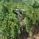 송학(여)경로당 이미지