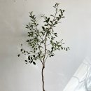 원종화장품 | 시그니처 트리, 구아바