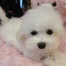 아리스타펫호텔 이미지