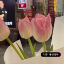 세잎클로버 이미지