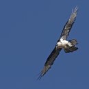 수염수리(Bearded Vulture) 이미지