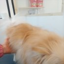 개등드리# 이미지