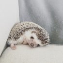냠냠 이미지