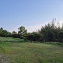 마로니에 이미지