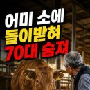 송아지 먹이 주던 70대 농장주...어미소에 들이받혀 사망 이미지
