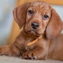 The best puppy 이미지