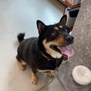 소로동물병원 이미지