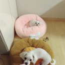 만수동물병원