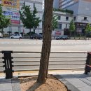 중앙로가로수 이미지