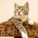 고덕 동물의료센터 이미지