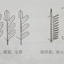 약용식물 9강 -- 약용식물의 관찰 및 분류법 1 이미지