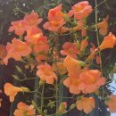 명란브랜드연구소 | 부산 초량 명란 브랜드 연구소 명란 오일 파스타 후기