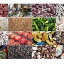 캐니스팜 이미지