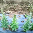 구름발치 이미지