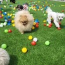 펫츠하우스 이미지