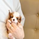 인천강아지분양 고양이분양 24시 데려가개 청라점 이미지