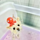 구미산동 애견미용 눈부시개 | [구미/산동] 또리는 :: 눈부시개