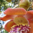 Cannonball Tree( Couroupita Guianensis) 이미지