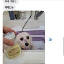 슈가펫살롱 이미지