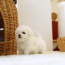 퍼피로운 이미지