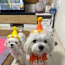 댕댕바게트 이미지