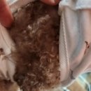 (주)치어럽메디케어 | 내돈내산 하이퍼믹스 강아지 올인원 천연 아토피 보습 연고