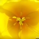 꽃의향연이 펼쳐지는 평택 꽃 봄나들이(평택농업기술센터) 이미지