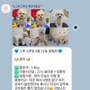 그루그루밍 | 푸들 미용 잘하는 광교 애견미용실 그루그루밍 후기