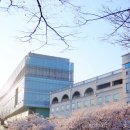 익산군산축산업협동조합 | 전북 벚꽃 명소 비교, 웅포·군산·익산 하루 코스로 다녀온 솔직 후기