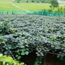 참다래농장 이미지