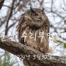 군산 수리부엉이 -2탄 이미지