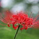단전호흡(국선도) Daum카페