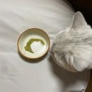 티오피인터내셔널 | 반려동물 전용 유산균 비포락토 펫 급여후기