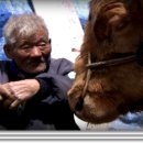 워낭소리 이미지