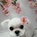 방울이네 펫살롱 이미지