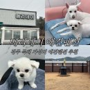 올데이 펜션 | 울산 경주 근교 애견동반 독채 메리데이 애견펜션 추천 솔직 리뷰