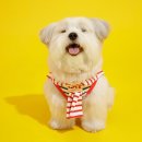 멍뭉(MUNGMOONG) 이미지