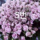 장미5종묘목 25.000( 배송비 없음) 이미지