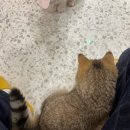 냥이 싸롱 이미지