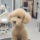 웰니스 펫 미용실 이미지
