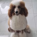 스탠푸켄넬 이미지