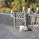 여울애견 이미지