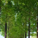 메타세쿼이아길 공중화장실 이미지