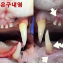 장승준동물치과병원 이미지