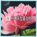 로얄바카라 이미지