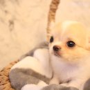 도그마루 노원점 이미지