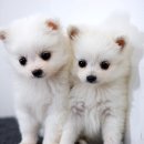 뽀송뽀송 이미지