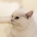 효자3동주민센터 | 강원 춘천 가볼만한 곳｜고양이 별채 고양이카페 후기