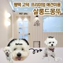 한사랑 애견미용샵 | 평택 고덕 프리미엄 애견미용샵 추천 | 살롱 드 몽뚜 후기