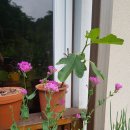 완두콩가족펜션 이미지